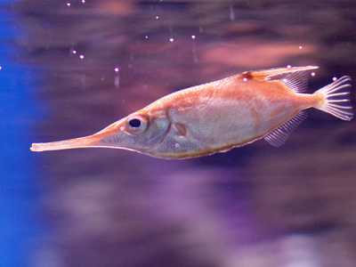 Il Pesce trombetta (Macroramphosus scolopax). Foto di Dmitriy Konstantinov

